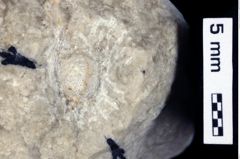 Foto (Detailansicht) von Ambulocapsa altilis (Robins et al., 2013) (NHMW-GEO-1990-0041-0536)